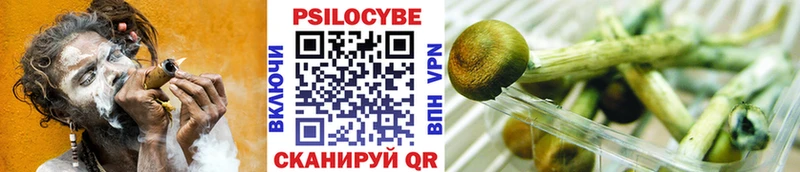 Галлюциногенные грибы Psilocybe  Малгобек 